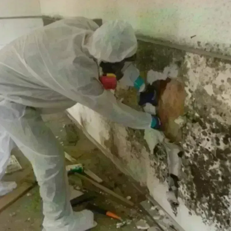 Mold Remediation and Removal in Bliss Corner, MA